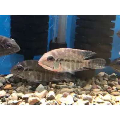 Live Fish - Parrot Cichlid (Hoplarchus psittacus) 5cm