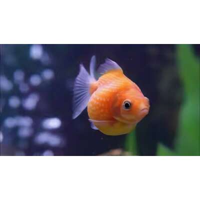 Live Fish - Pearlscale Goldfish - 5cm