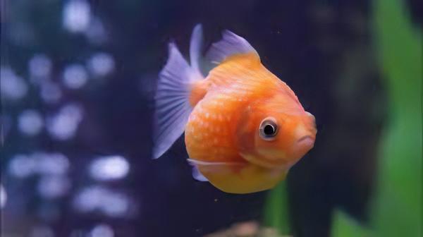 Live Fish - Pearlscale Goldfish - 5cm