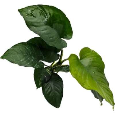 Live Plant - Anubias Barteri (Old) - 10-20Cm