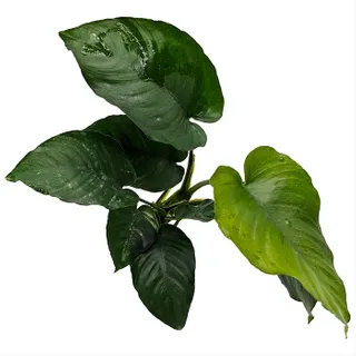 Live Plant - Anubias Barteri (Old) - 10-20Cm
