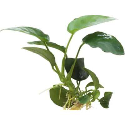 Live Plant - Anubias Nana - 5-10 cm