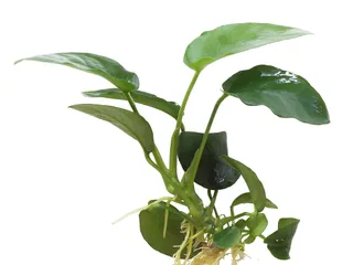 Live Plant - Anubias Nana - 5-10 cm