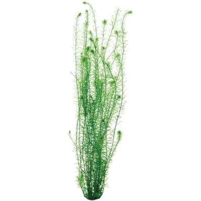 Live Plant - Mayaca - Bunch