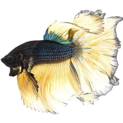 Live Fish - Male Mustard Halfmoon Betta (fighting fish) - 5cm