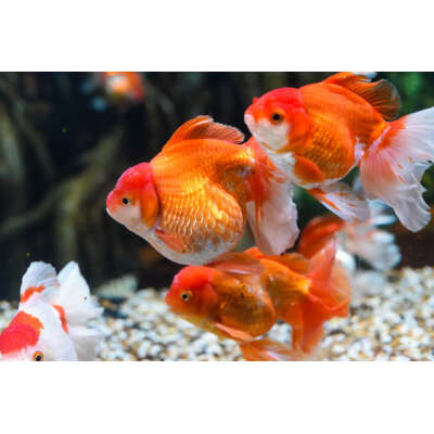 Live Fish - Assorted Oranda - 5cm