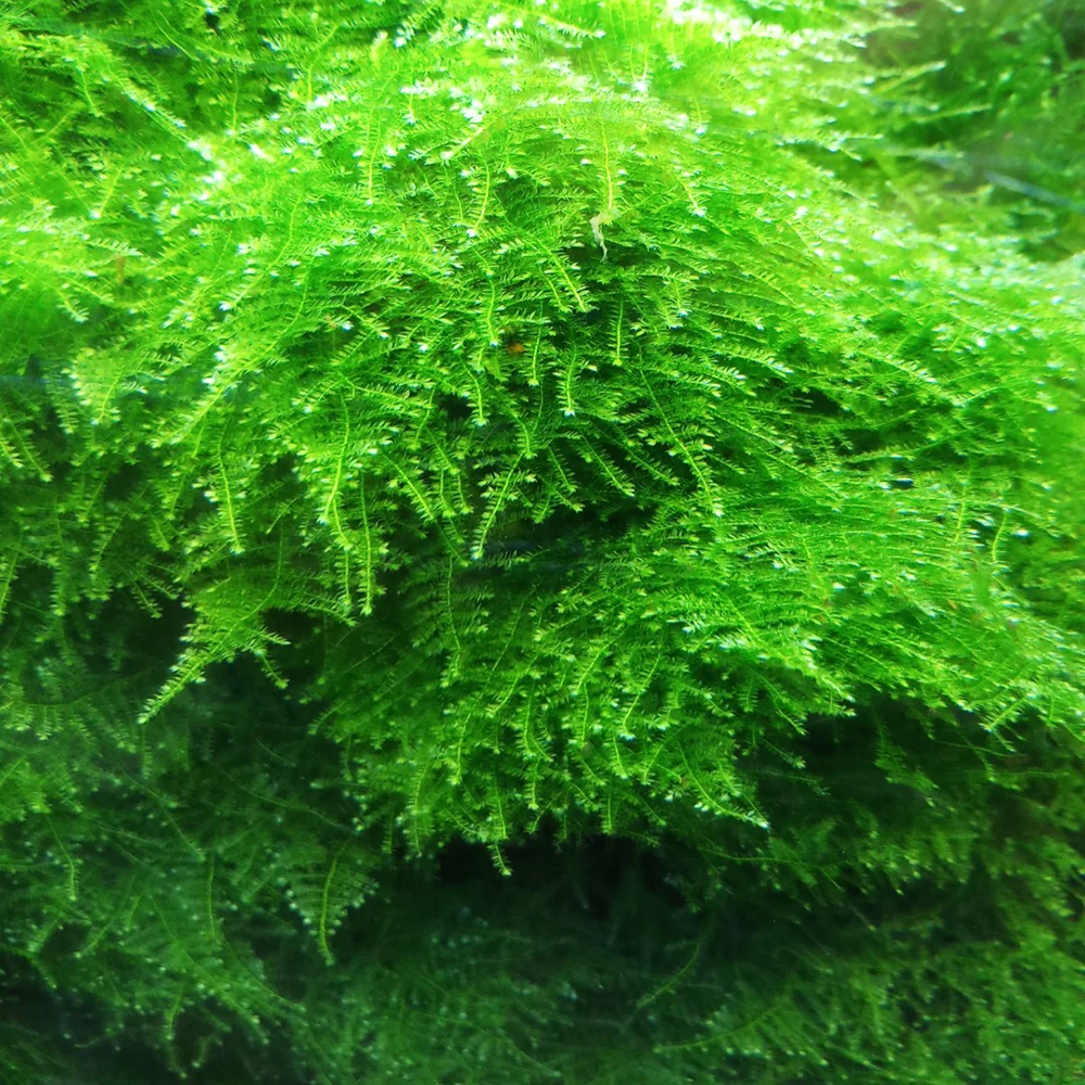Live Plant - Plant Pod - Christmas Moss Small - Image 3