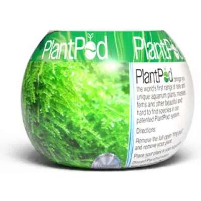 Live Plant - Plant Pod - Christmas Moss Small