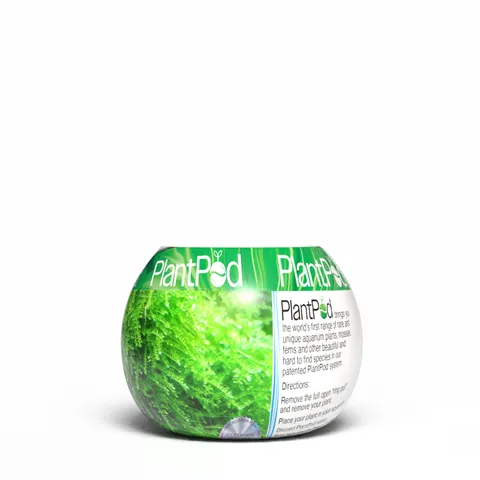 Live Plant - Plant Pod - Christmas Moss Small