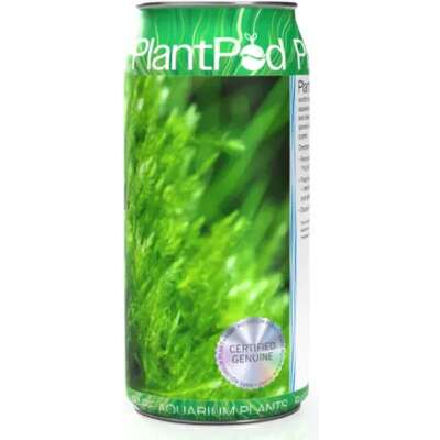 Live Plant - Plant Pod - Mini Christmas Moss Large