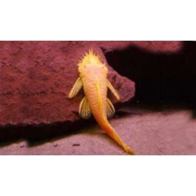 Live Fish - Albino Bristlenose Catfish