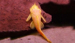 Live Fish - Albino Bristlenose Catfish
