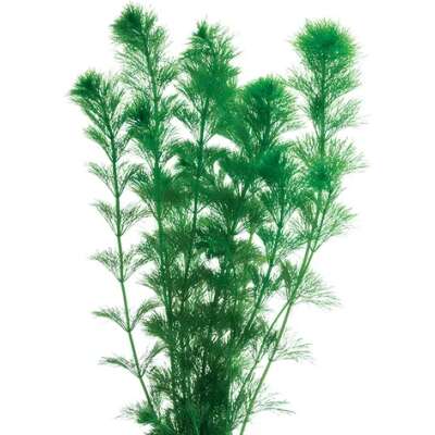 Live Plant - Giant Ambulia