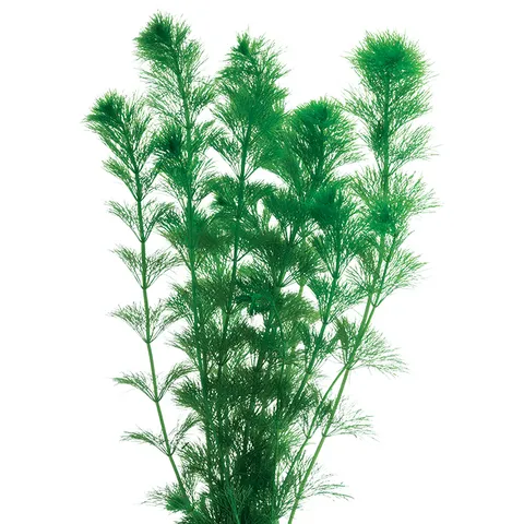 Live Plant - Giant Ambulia
