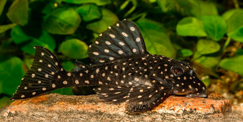 Live Fish - L201 Orinoco Angel Pleco (Hypancistrus sp.) Catfish - 2.5-3cm