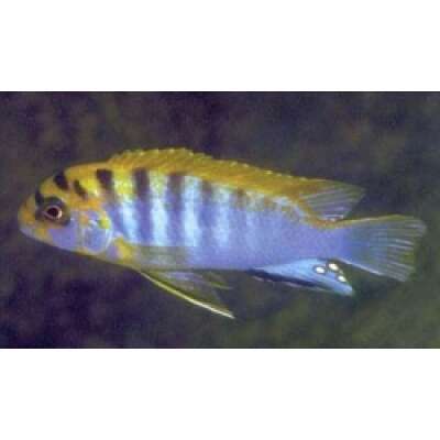 Live Fish - LABIDOCHROMIS HONGI