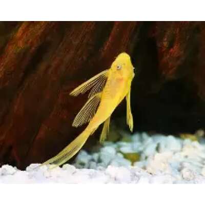 Live Fish - L144 Longfin Blue Eye Lemon Bristlenose Catfish