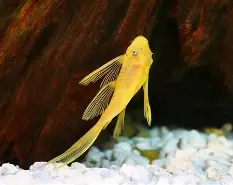 Live Fish - L144 Longfin Blue Eye Lemon Bristlenose Catfish