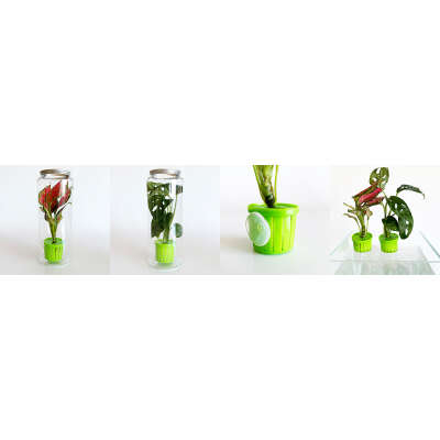Live Plant - Aquarium Plant Toppers