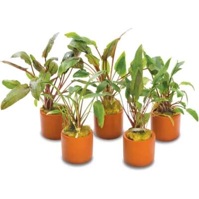 Live Plant - Assorted Crypts - 3cm Pot