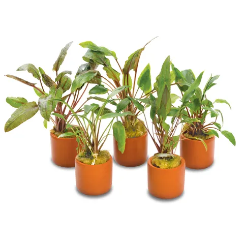 Live Plant - Assorted Crypts - 3cm Pot