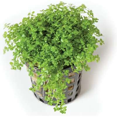 Live Plant -Cuba Hc 5cm Pot