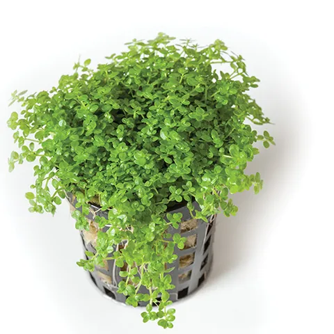 Live Plant -Cuba Hc 5cm Pot