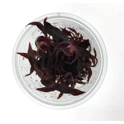 Live Plant -Tissue Culture - TC - Alternanthera Reineckii - Mini