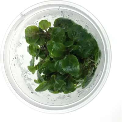 Live Plant -Tissue Culture - TC - Lobelia Cardinalis