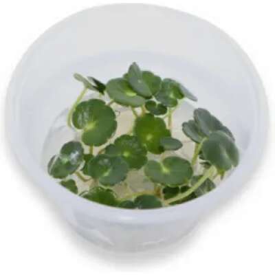 Live Plant -Tissue Culture - TC - Hydrocotyle Verticillata