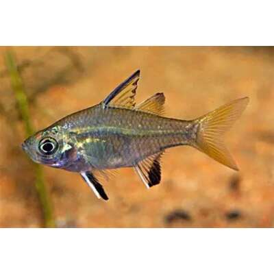 Live Fish - Sailfin Glassfish (Ambassis agrammus) 4CM