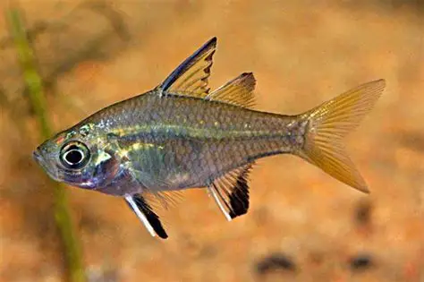 Live Fish - Sailfin Glassfish (Ambassis agrammus) 4CM