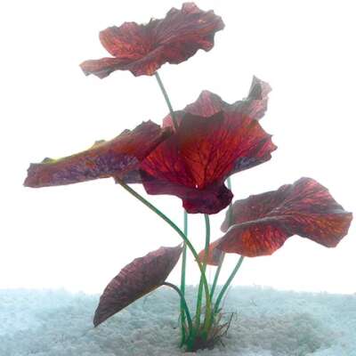 Live Plant -Tiger Lotus - Red