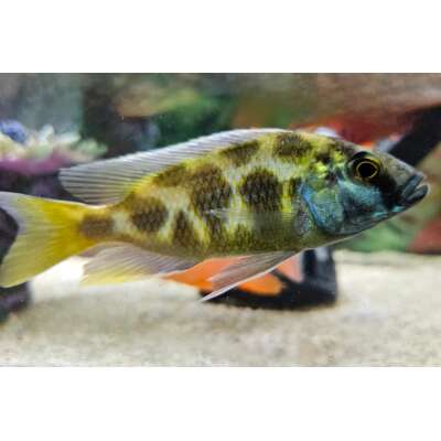Live Fish - NIMBOCHROMIS VENUSTUS